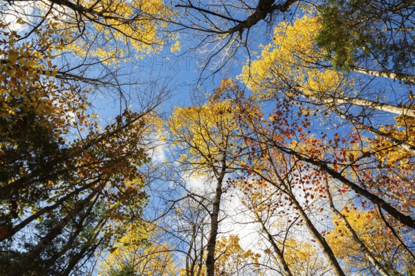 Low angle view of tall backlit semi silhouetted converging Betula - Birch and Acer - Maple trees in forest in autumn, Quebec, Canada