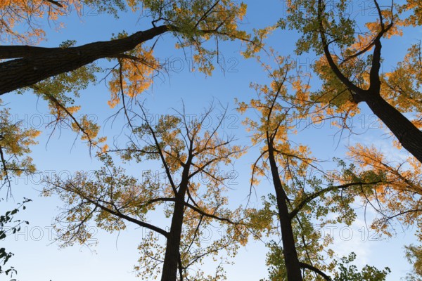 Low angle view of tall backlit silhouetted Populus deltoides - Eastern Cottonwood trees with green, orange yellow leaves in autumn, Ile des Moulins, Old Terrebonne, Quebec, Canada