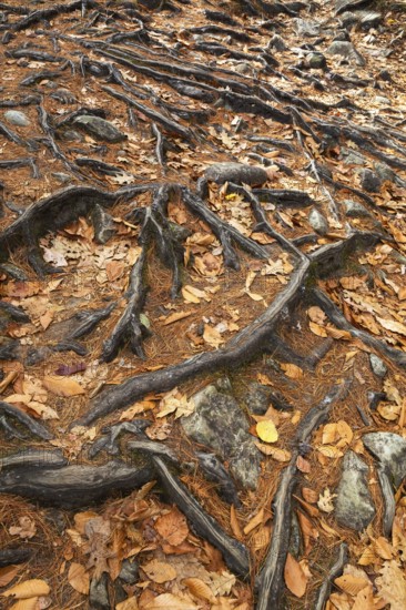 Close-up of exposed Pinus resinosa - Red Pine tree roots system and rocks plus fallen pine needles and deciduous tree leaves in autumn, Quebec, Canada