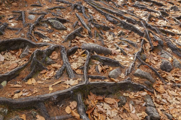 Close-up of exposed Pinus resinosa - Red Pine tree roots system and rocks plus fallen pine needles and deciduous tree leaves in autumn, Quebec, Canada