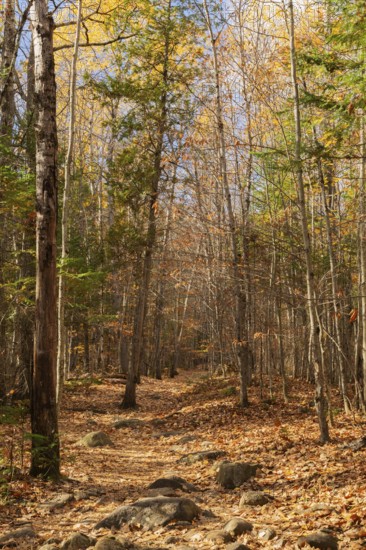 Hiking trail covered with rocks and fallen leaves through forest of mixed deciduous and evergreen trees bathed in dabbled sunlight in autumn, Quebec, Canada