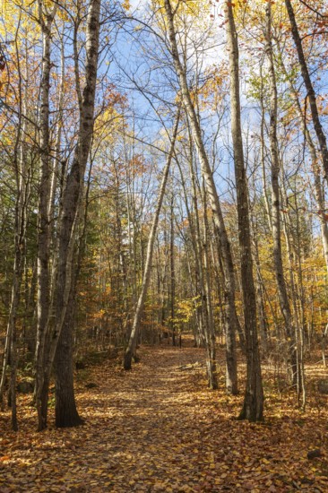 Hiking trail covered with fallen leaves through forest of mixed Betula - Birch and Acer - Maple trees in autumn, Quebec, Canada