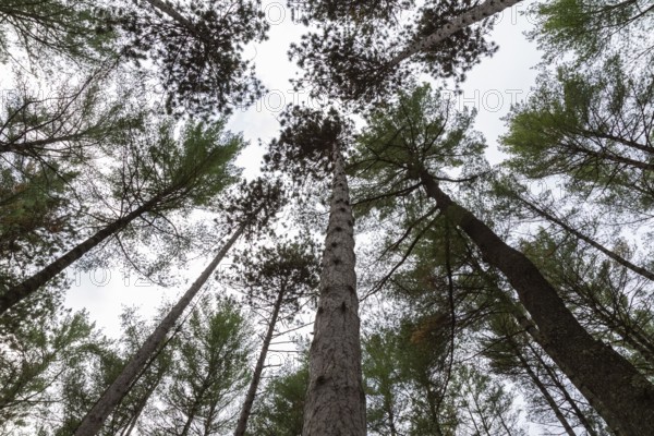 Low angle view of tall semi silhouetted converging Pinus - Pine trees in autumn, Quebec, Canada