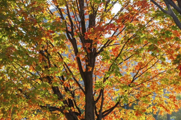 Backlit silhouetted Acer -Maple tree with green, orange and red leaves in autumn, Old Port of Montreal, Quebec, Canada
