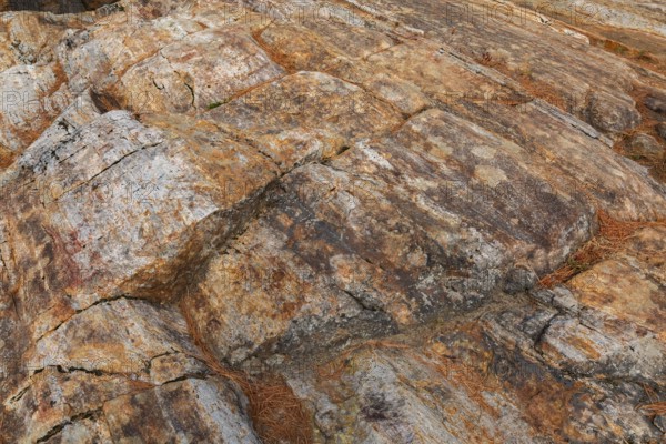 Close-up of outcrop rock surface with tan and rusted nuanced colour tones and fallen Pinus - Pine tree needles in autumn, Quebec, Canada