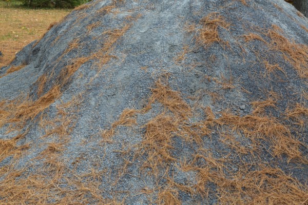 Mound of grey gravel and crushed stone dust with shedded Pinus - Pine tree needles at construction site in autumn, Quebec, Canada