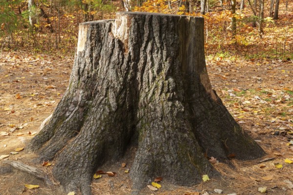 Close-up of large cut down Pinus - Pine tree trunk stump and roots in autumn, Dorwin Falls Park, Rawdon, Quebec, Canada