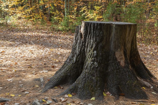 Close-up of large cut down Pinus - Pine tree trunk stump and long roots in autumn, Dorwin Falls Park, Rawdon, Quebec, Canada