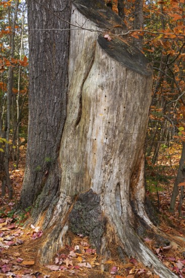 Close-up of large cut down Pinus - Pine tree trunks with bark removed and long roots in autumn, Dorwin Falls Park, Rawdon, Quebec, Canada