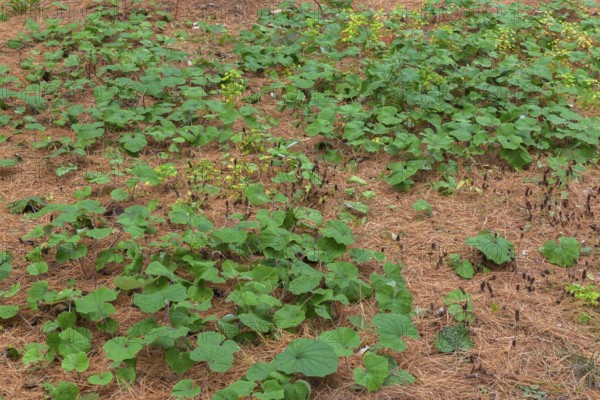 Petasites fragrans - Winter Heliotrope growing in bed of shedded Pinus - Pine tree needles in autumn, Quebec, Canada