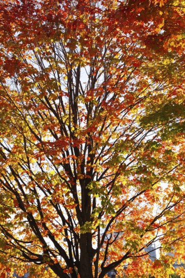 Backlit silhouetted Acer -Maple tree with green, orange and red leaves in autumn, Old Port of Montreal, Quebec, Canada