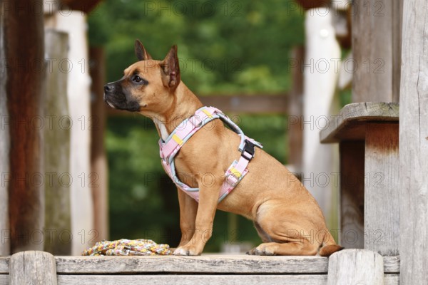 Cute French Bulldog mix dog sitting on wooden plank with pink y-harness