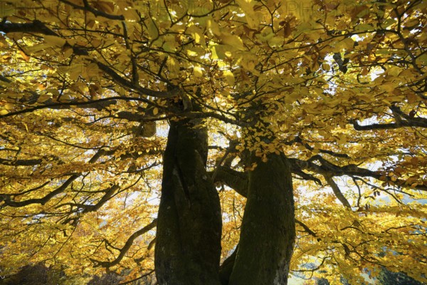 Autumn-colored beech, Wiesental, Black Forest, Baden-Württemberg, Germany