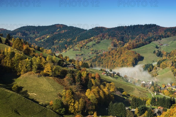 Autumn-colored forest, Münstertal, Black Forest, Baden-Württemberg, Germany