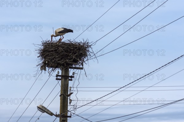White stork (Ciconia ciconia) in the nest, Ukraine