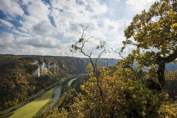 Autumnal forest, Rauher Stein viewpoint, near Leibertingen, Upper Danube nature park Park, Upper Danube Valley, Danube, Swabian Jura, Baden-Württemberg, Germany