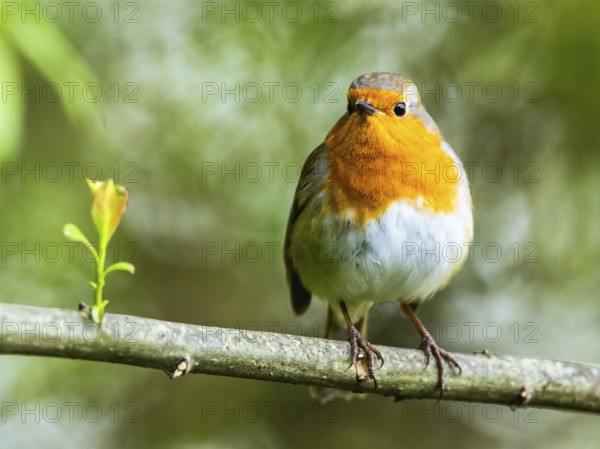 European Robinin in his environment. His Latin name is Erithacus rubecula