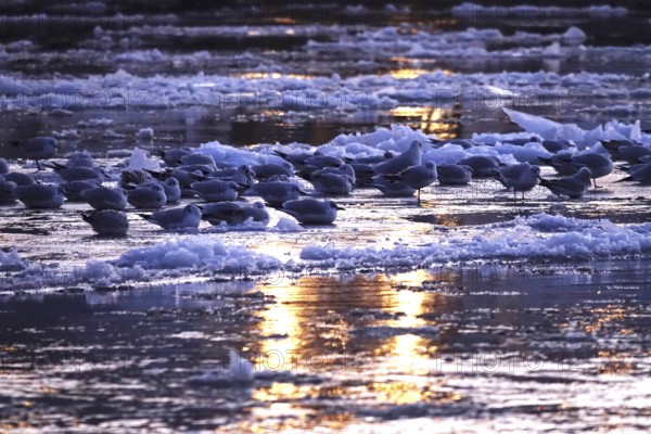 Elbe with ice floes, seagulls, winter, Dresden, Saxony, Germany