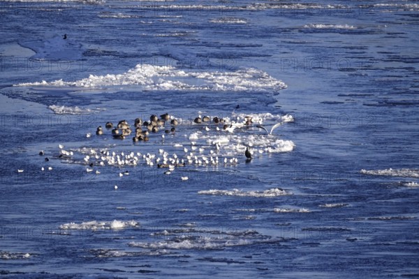 Elbe with ice floes, birds, winter, Dresden, Saxony, Germany
