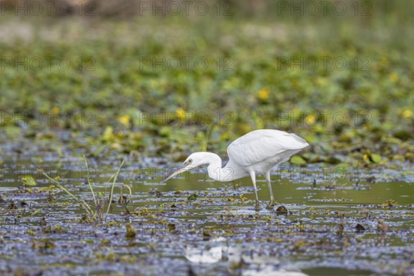 Little Egret (Egretta garzetta) Hungary