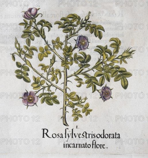 Wine rose (Rosa Rubiginosa), hand-coloured copperplate engraving from the Hortus Eystettensis, plant book by the Nuremberg apothecary Basilius Besler, Renaissance, Eichstädt, 1613