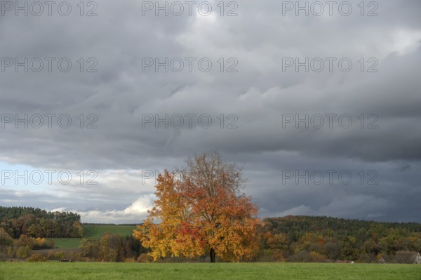 Tree in autumn colours, rain clouds (Nimbostratus), Neunhof near Lauf, Middle Franconia, Bavaria, Germany