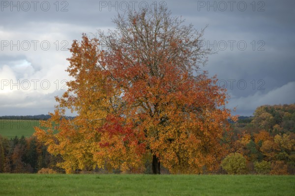 Tree in autumn colors, Neunhof bei Lauf, Middle Franconia, Bavaria, Germany