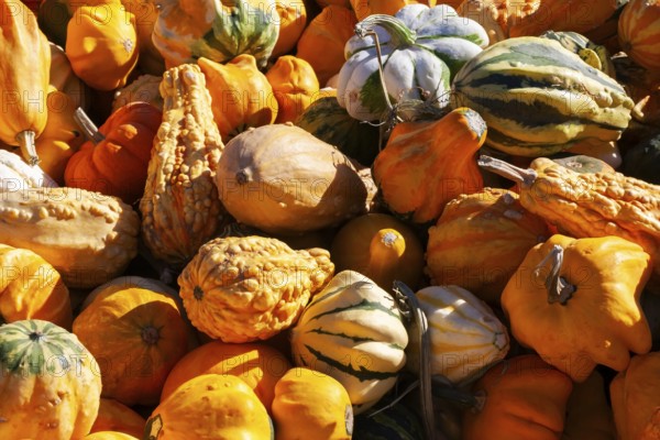 Close-up of freshly harvested mixed Cucurbita spp. 'Ornamental' - Gourds including pumpkins and squashes in a bin in autumn, Quebec, Canada
