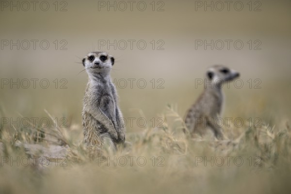 Meerkats or suricates (Suricata suricatta), Makgadikgadi Salt Pans, Makgadikgadi Pans National Park, Central District, Botswana