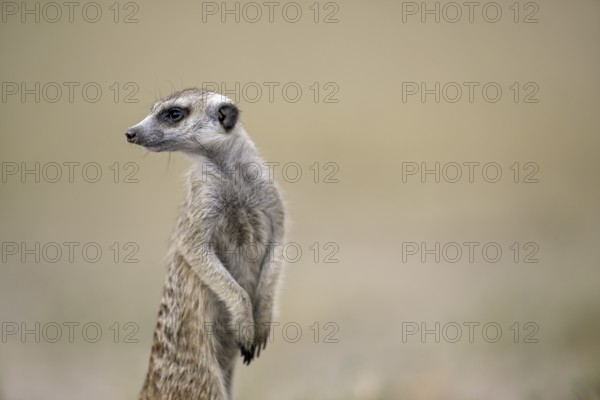 Meerkats or suricates (Suricata suricatta), Makgadikgadi Salt Pans, Makgadikgadi Pans National Park, Central District, Botswana