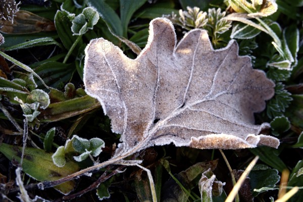 Hoarfrost in a garden in the morning, winter, Germany