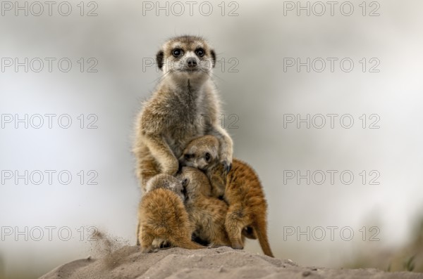Meerkats or suricates (Suricata suricatta), mother with young, Makgadikgadi Salt Pans, Makgadikgadi Pans National Park, Central District, Botswana