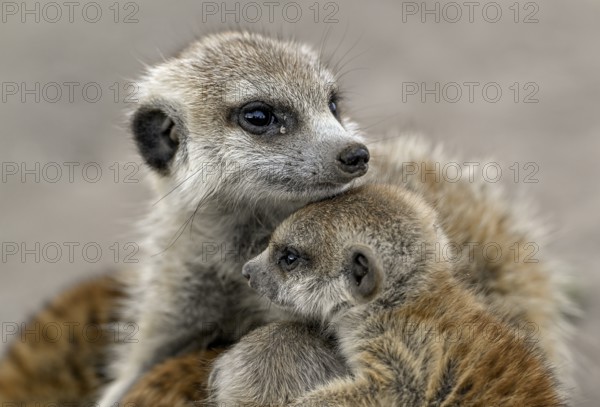 Meerkat or Suricata (Suricata suricatta), mother with young, Makgadikgadi Salt Pans, Makgadikgadi Pans National Park, Central District, Botswana