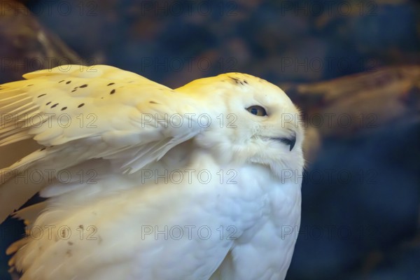Close-up of a snowy owl