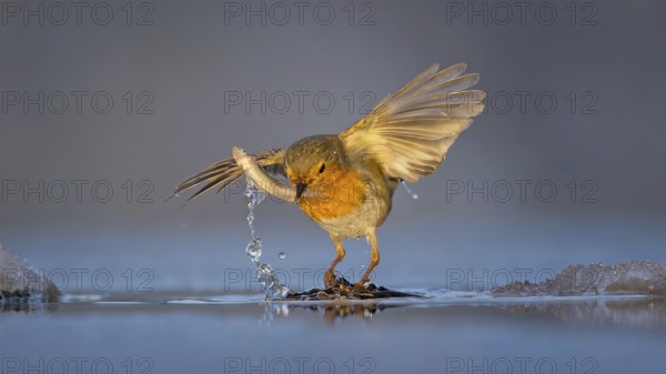Robin (Erithacus rubecula) Family Flycatcher (Muscicapidae) Winter with frost and ice, hunting fish and preying, at the water, food, Hortobágyi Nemzeti Park, Hungary