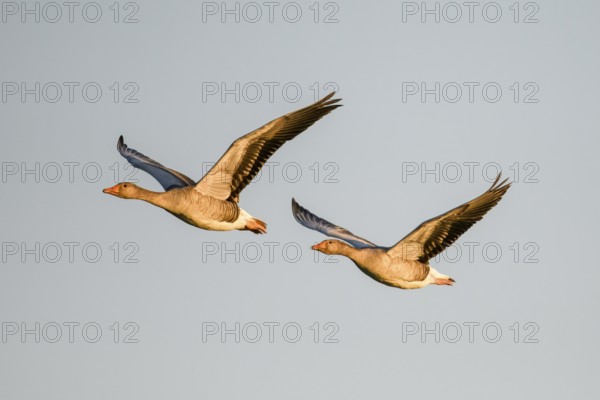 Two greylag geese (Anser anser) flying side by side in the clear sky, Dümmer nature park Park, Lower Saxony, Germany