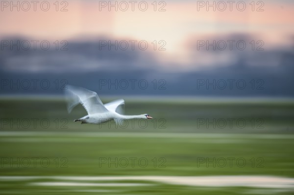 A Mute Swan (Cygnus olor) flies over a field in front of an orange-coloured sky, motion blur, Wischer, Dümmer nature park Park, Lower Saxony, Germany