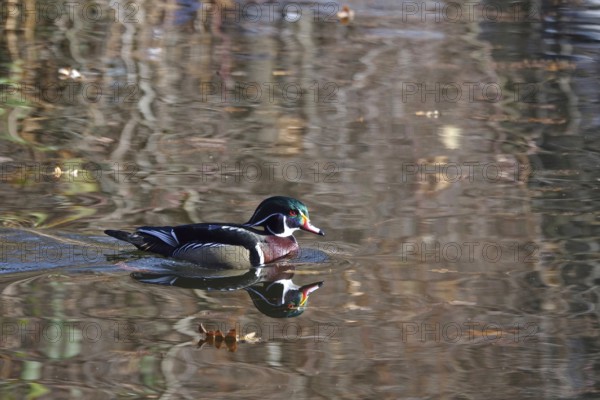Common mallard (Aix sponsa) on a lake, winter, Germany