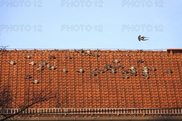 Pigeons on a roof in a city, winter, Germany
