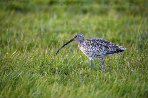 A curlew (Numenius arquata) in the grass with its typical long beak, Dümmer nature park Park, Lower Saxony, Germany