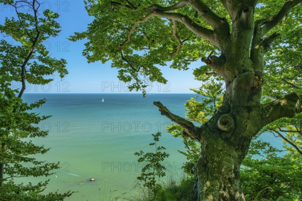 View of the Baltic Sea from the chalk cliffs in Jasmund National Park on Rügen with a sailboat, Sassnitz, Rügen, Mecklenburg-Western Pomerania, Germany