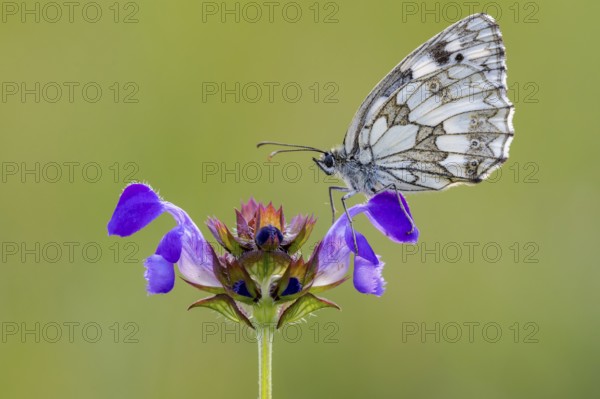 Checkerspot butterfly (Melanargia galathea) on Large Self-heal (Prunella grandiflora), Bad Münstereifel, North Rhine-Westphalia, Germany