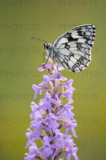 Checkerspot butterfly (Melanargia galathea) on Gymnadenia conopsea, Bad Münstereifel, North Rhine-Westphalia, Germany