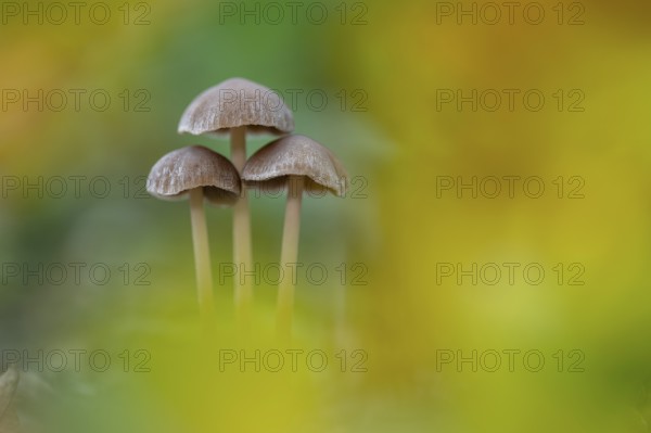Düngerling (Panaeolus), mushroom, Ahlhorn, Lower Saxony, Germany
