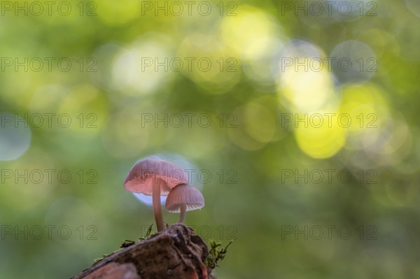 Mushroom in Urwald Baumweg, Ahlhorn, Lower Saxony, Germany