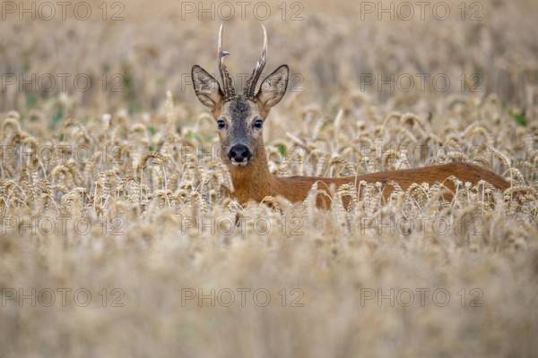 Roebuck (Capreolus capreolus) in wheat, Vechta, Lower Saxony, Germany