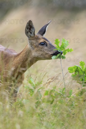 Female roe deer (Capreolus capreolus) in a meadow, grazing on a leaf, feeding, browsing, Vechta, Lower Saxony, Germany