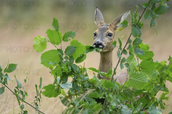 Female roe deer (Capreolus capreolus) in a meadow, grazing on a leaf, feeding, browsing, Vechta, Lower Saxony, Germany