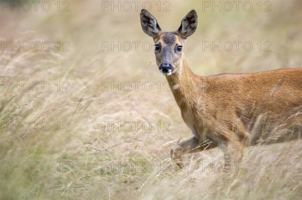 Female roe deer (Capreolus capreolus) in a meadow, Vechta, Lower Saxony, Germany