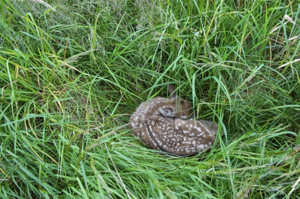 Fawn of a fallow deer (Dama dama) hidden in a meadow, Lower Saxony, Germany